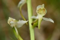 Platanthera chlorantha