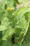 Matricaria discoidea