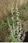 Verbascum pulverulentum