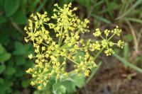 Pastinaca sativa