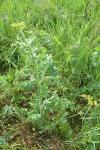 Pastinaca sativa