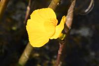 Utricularia neglecta