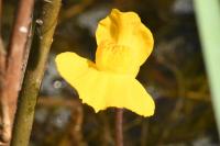 Utricularia neglecta