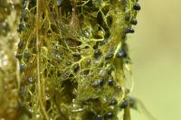 Utricularia neglecta