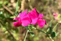 Lathyrus tuberosus