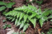 Asplenium adiantum-nigrum