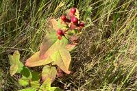Hypericum androsaemum