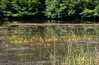 Utricularia