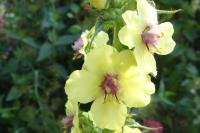 Verbascum virgatum