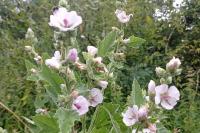 Althaea officinalis