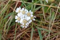 Achillea ptarmica