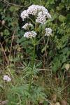 Valeriana officinalis