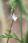 Verbena officinalis
