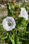Convolvulus sepium
