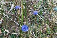 Jasione montana