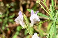 Linaria repens