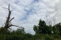 Populus