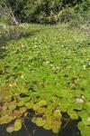 Hydrocharis morsus-ranae
