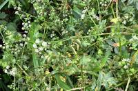 Helosciadium nodiflorum