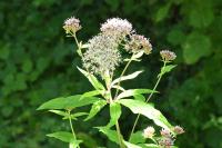 Eupatorium cannabinum