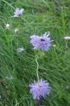 Scabiosa columbaria