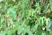 Bryonia dioica