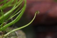 Pilularia globulifera