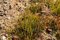 Pilularia globulifera