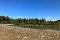 Pilularia globulifera