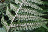 Dryopteris filix-mas
