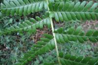 Dryopteris filix-mas