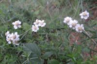 Achillea ptarmica