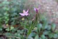 Centaurium pulchellum