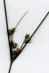 Juncus tenuis