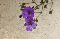 Geranium pyrenaicum