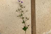 Geranium pyrenaicum