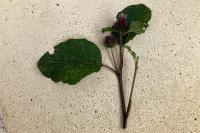 Arctium minus