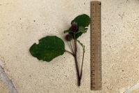 Arctium minus