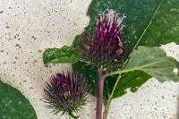 Arctium minus