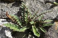 Asplenium ceterach