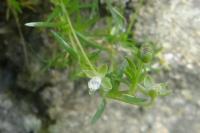 Sagina procumbens