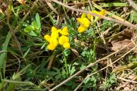 Lotus corniculatus