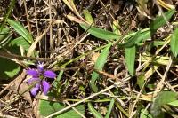 Polygala vulgaris