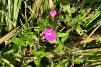 Epilobium hirsutum