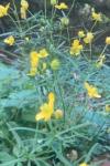 Ranunculus auricomus