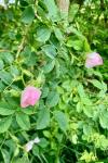 Rosa canina