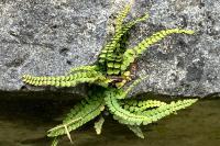 Asplenium trichomanes