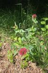 Centranthus ruber
