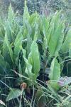 Rumex hydrolapathum