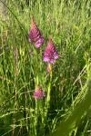 Anacamptis pyramidalis